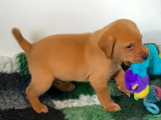 Labrador Retriever dogs FOX RED LAB PUPS PARENTS EXTENSIVELY HEALTH TESTED - Advert 1
