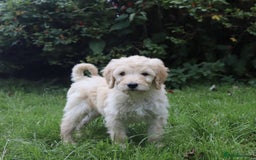 Labradoodle dogs for sale: Lovely Labradoodle Puppies Licenced Breeder - Image 35