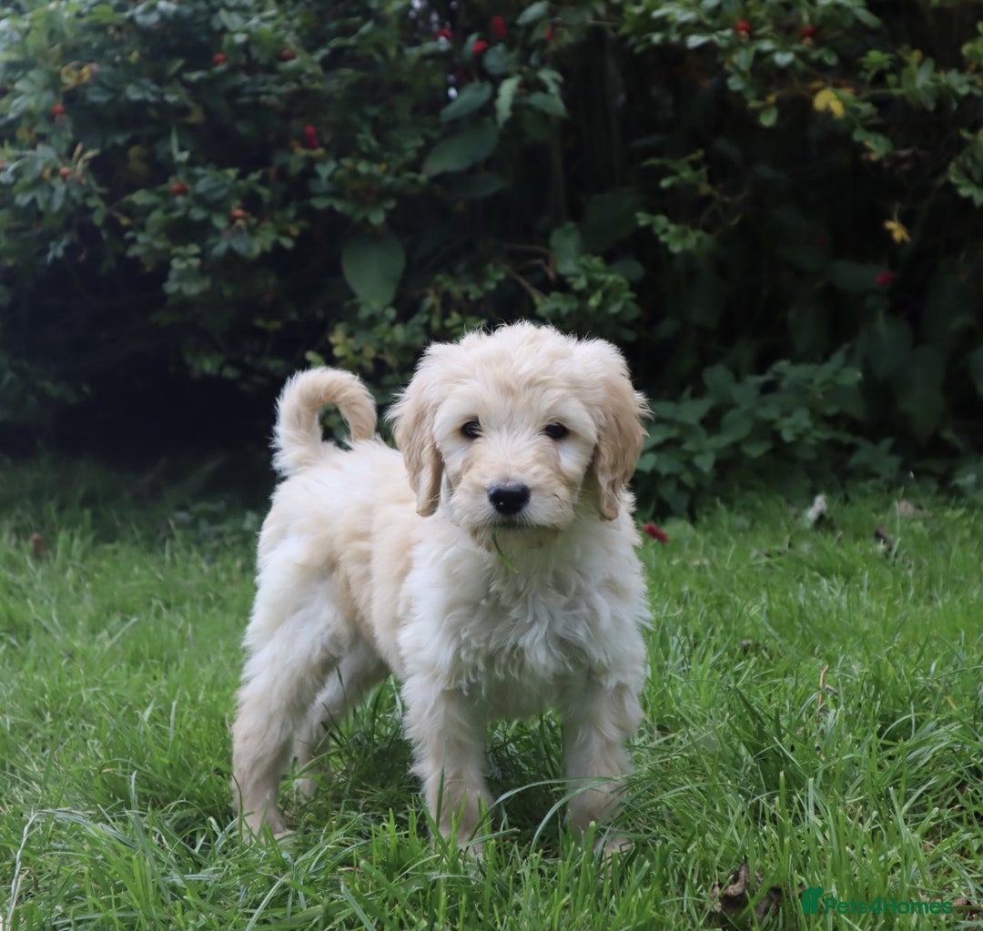 Labradoodle dogs for sale: Lovely Labradoodle Puppies Licenced Breeder - Image 35