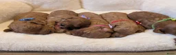 Cavapoo dogs for sale: Adorable F1 Cavapoo puppies.  - Advert 3