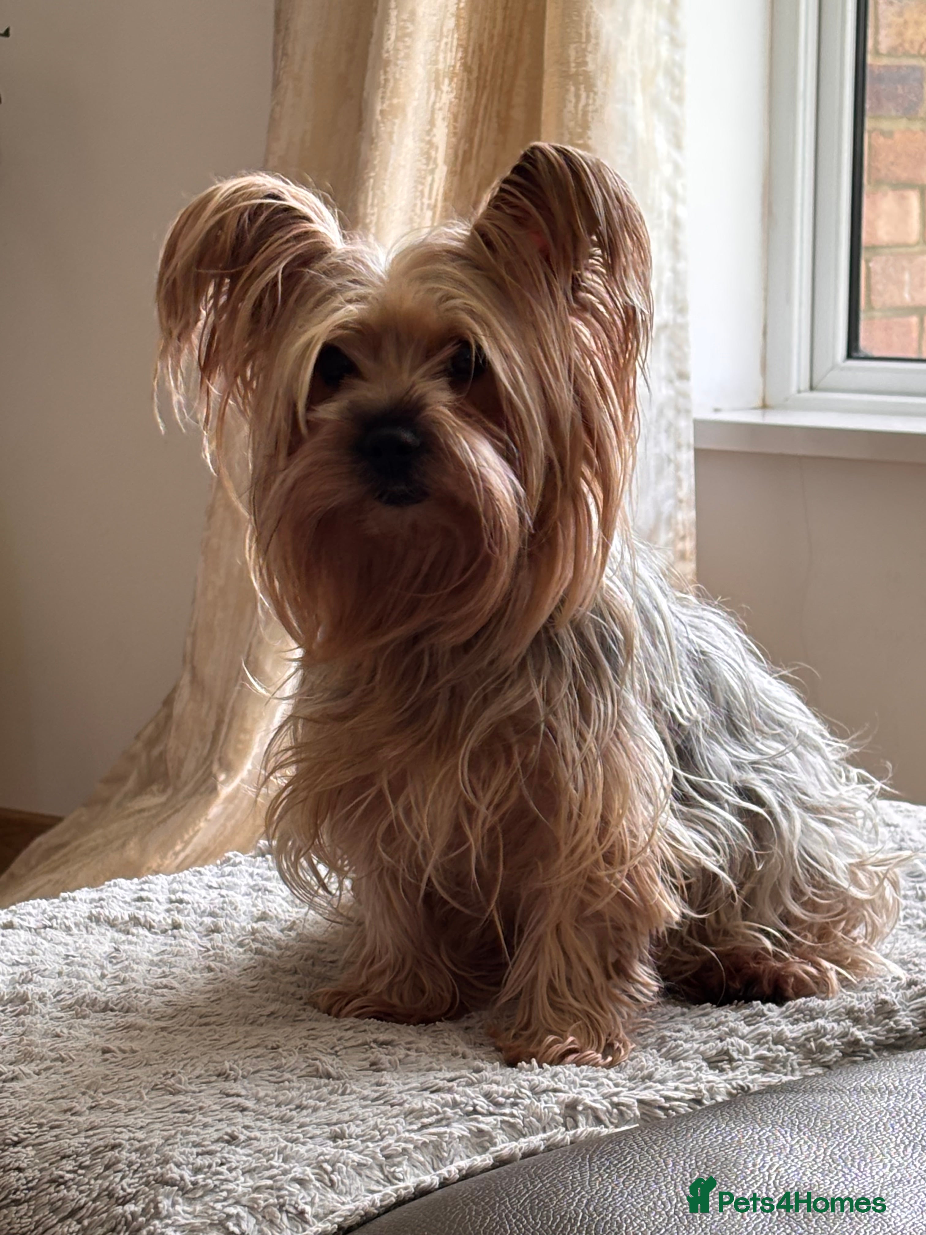 Yorkshire Terrier dogs Yorkshire terrier litter of 5 in Guildford - Advert 1