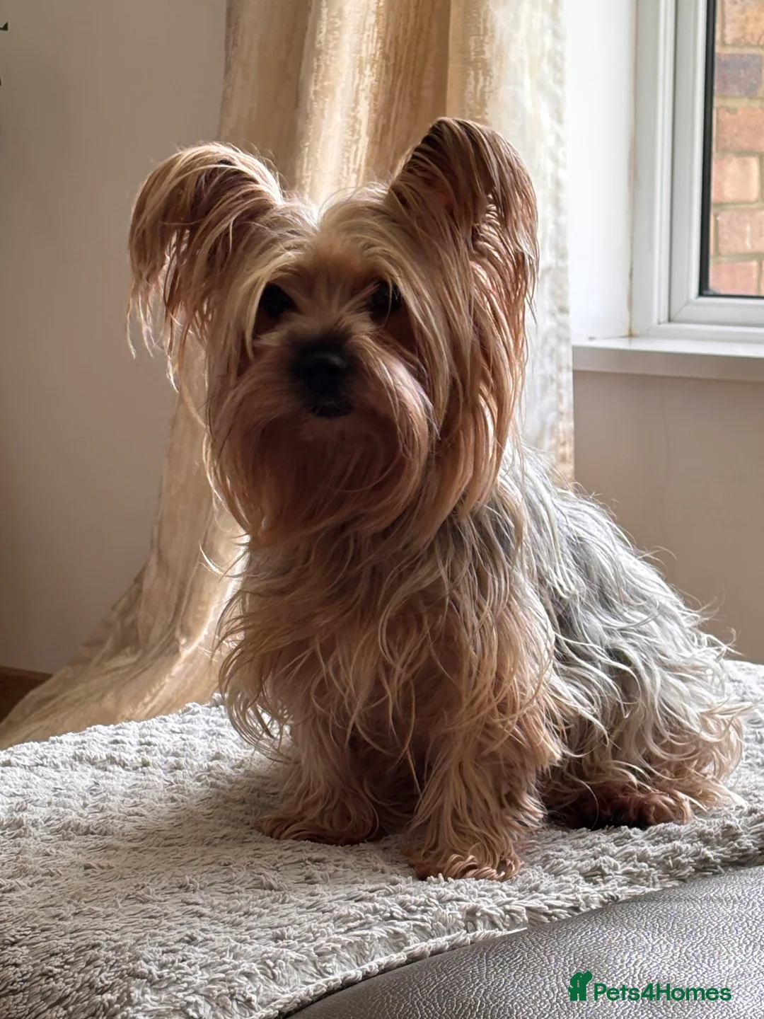 Yorkshire Terrier dogs for sale: Yorkshire terrier litter of 5 in Guildford in Guildford - Advert 1