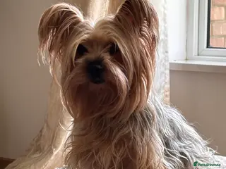 Yorkshire Terrier dogs Yorkshire terrier litter of 5 in Guildford - Advert 1