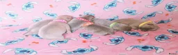 Staffordshire Bull Terrier dogs for sale: Staff puppies - Advert 3