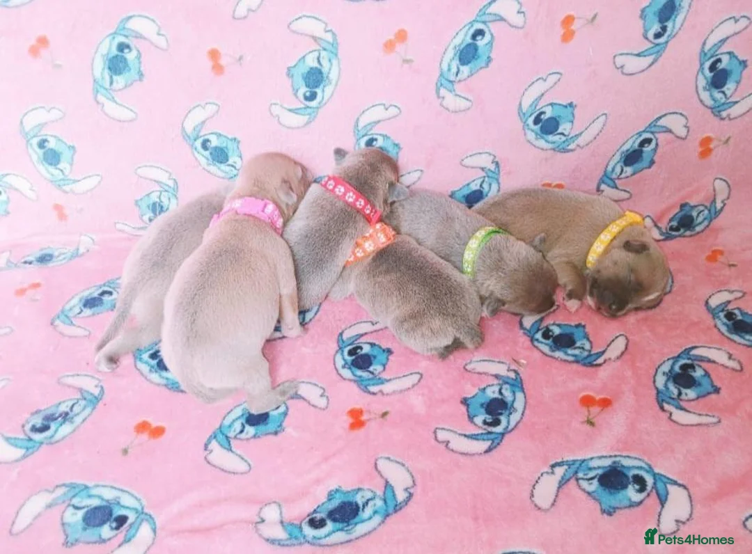 Staffordshire Bull Terrier dogs for sale: Staff puppies - Advert 3