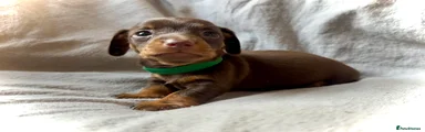 Miniature Dachshund Puppy 4 (Rocco) 