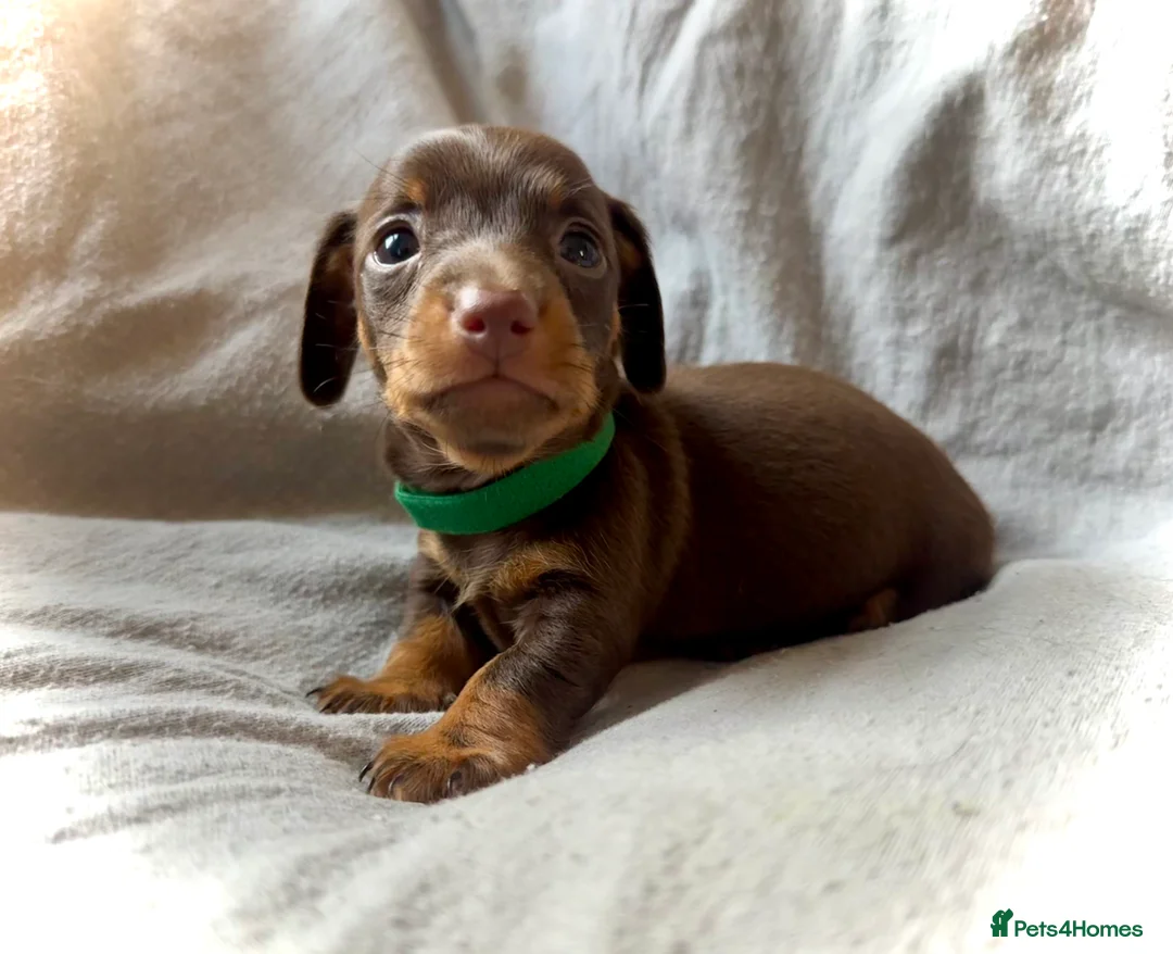 Miniature Dachshund dogs for sale: New Year’s Day Miniature Dachshunds!  - Advert 7