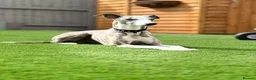 Whippet dogs for stud: Proven Pedigree racing whippet stud  in Alfreton - Advert 13