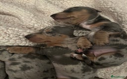 Miniature Dachshund dogs for sale: Mini dachshund puppies 6 weeks - Advert 6