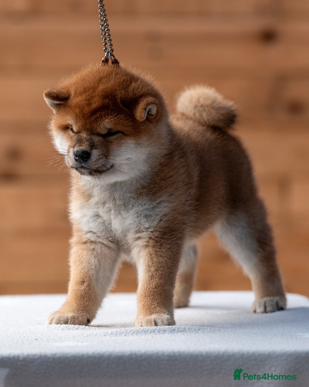 Japanese Shiba Inu dogs for sale: 🐾🏵Original Japanese Shiba inu puppies 🏵🐾 - Advert 18