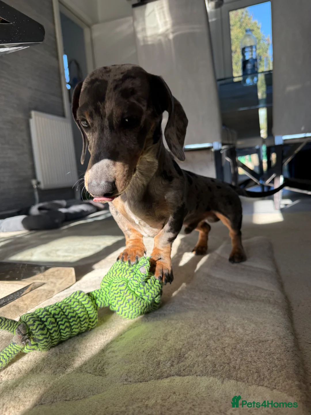 Miniature Dachshund dogs for stud: Blue  in Luton - Advert 2