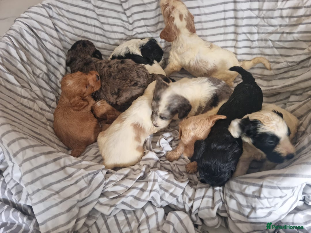 Cockapoo dogs for sale: Cockapoo puppies  - Image 14