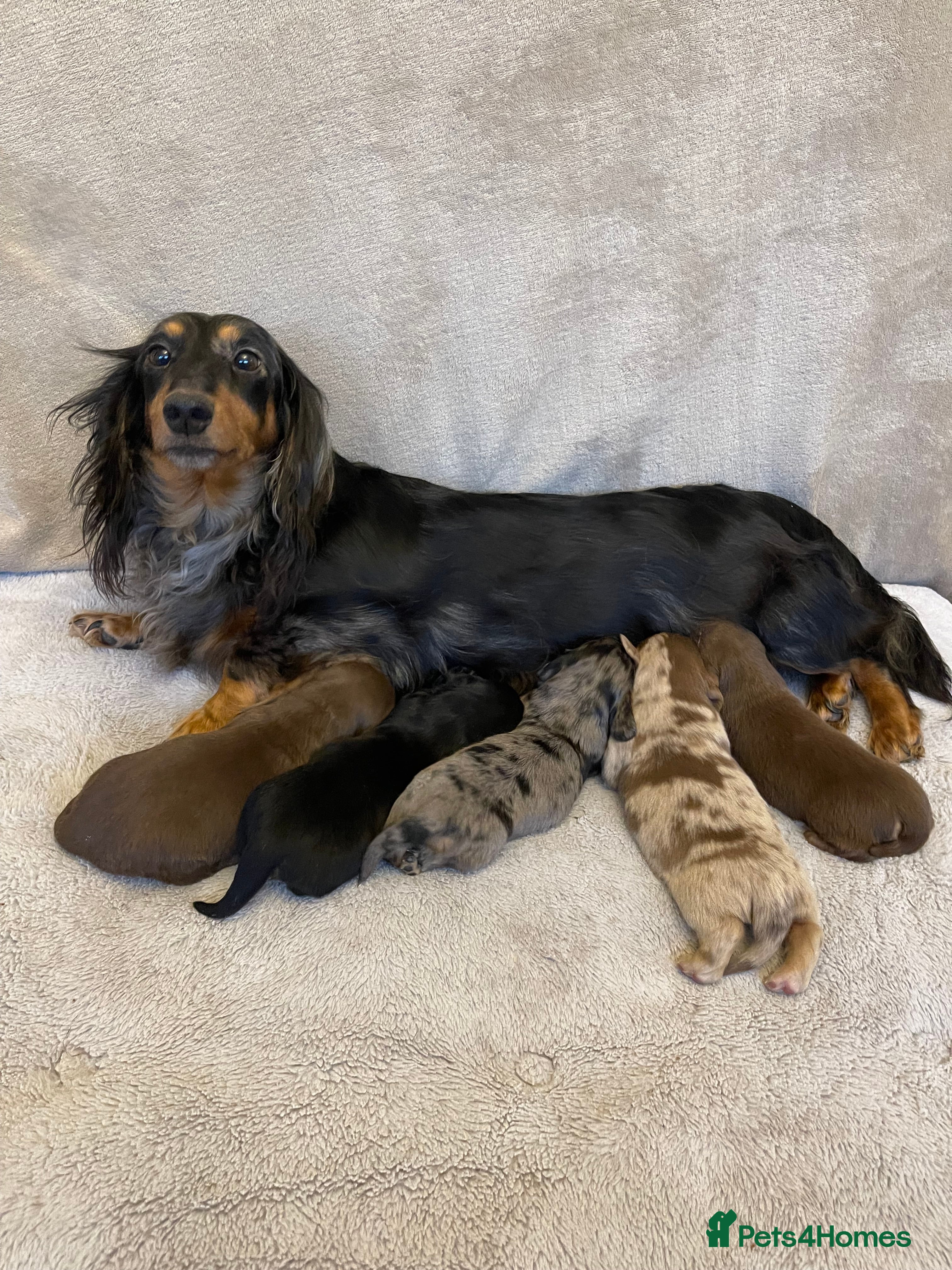 Dachshund dogs Stunning Standard long haired Dachhound  - Advert 1
