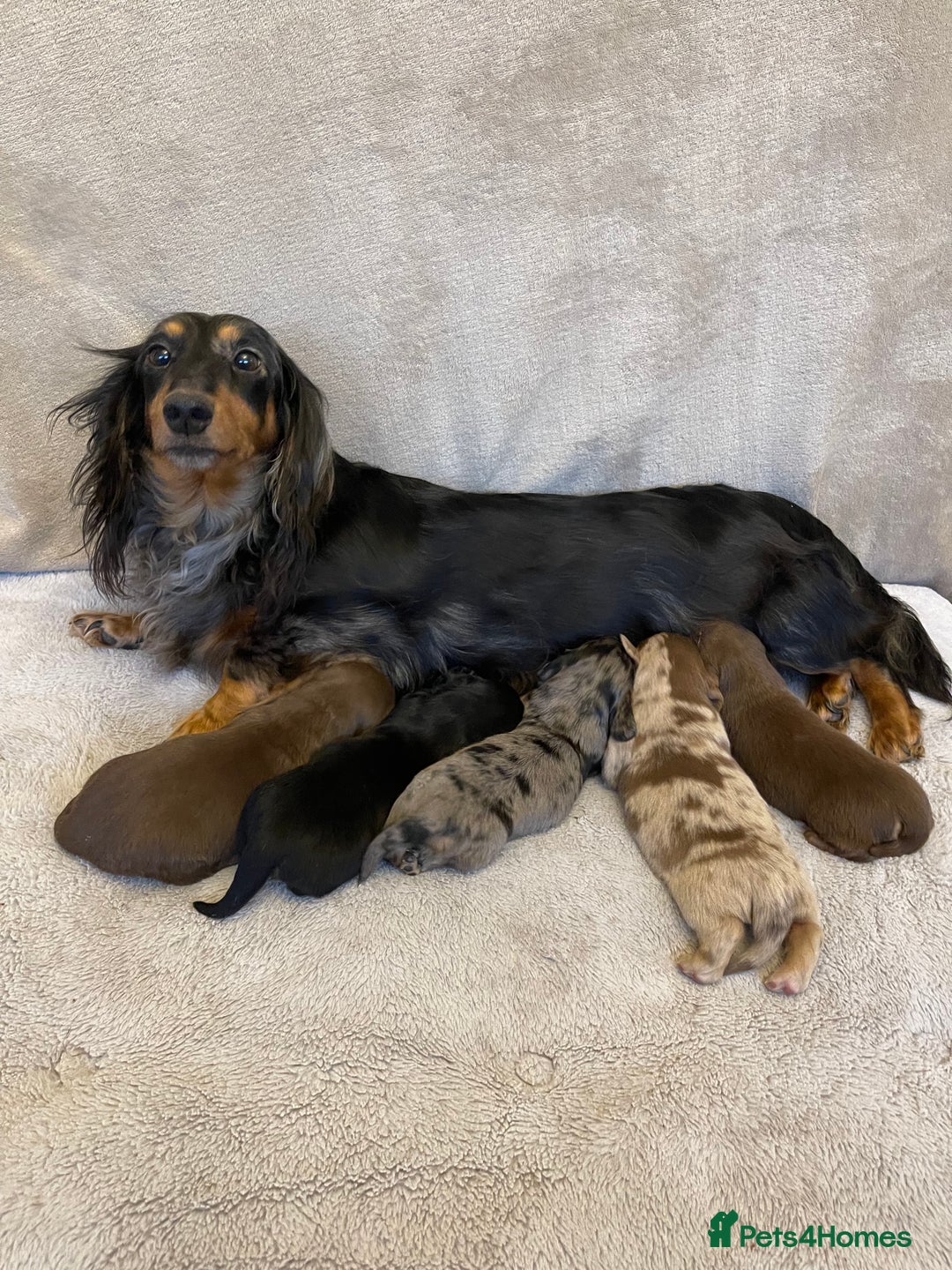Dachshund dogs for sale: Stunning Standard long haired Dachhound  - Advert 1
