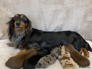 Dachshund dogs Stunning Standard long haired Dachhound - Advert 10