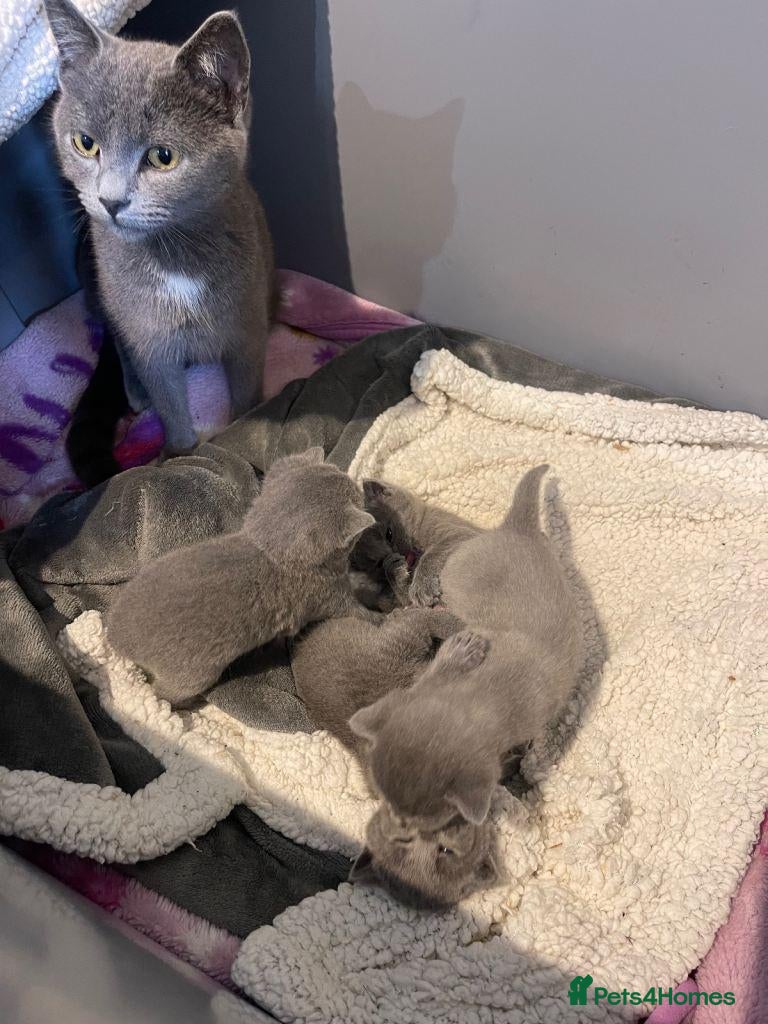 Russian Blue cats purebred Russian Blue kittens for sale  - Advert 12