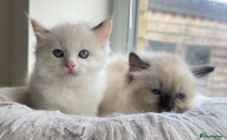 Ragdoll cats - Advert 12