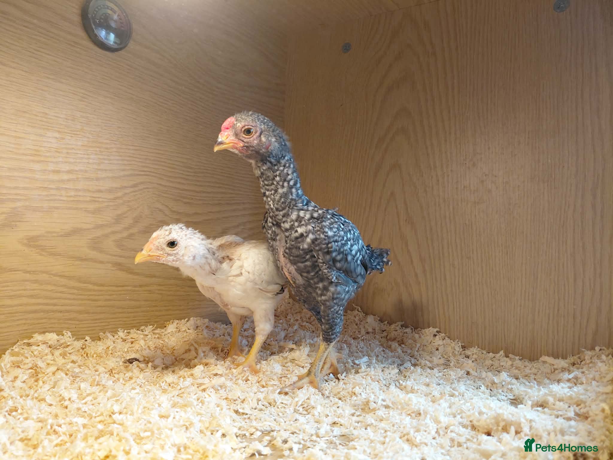 Chickens poultry Pair of ko shamo chicks for sale  - Advert 1