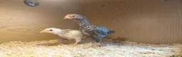 Chickens poultry for sale: Pair of ko shamo chicks for sale  - Advert 1