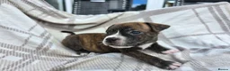 Staffordshire Bull Terrier dogs for sale: Staffy pups in Coleford - Advert 3