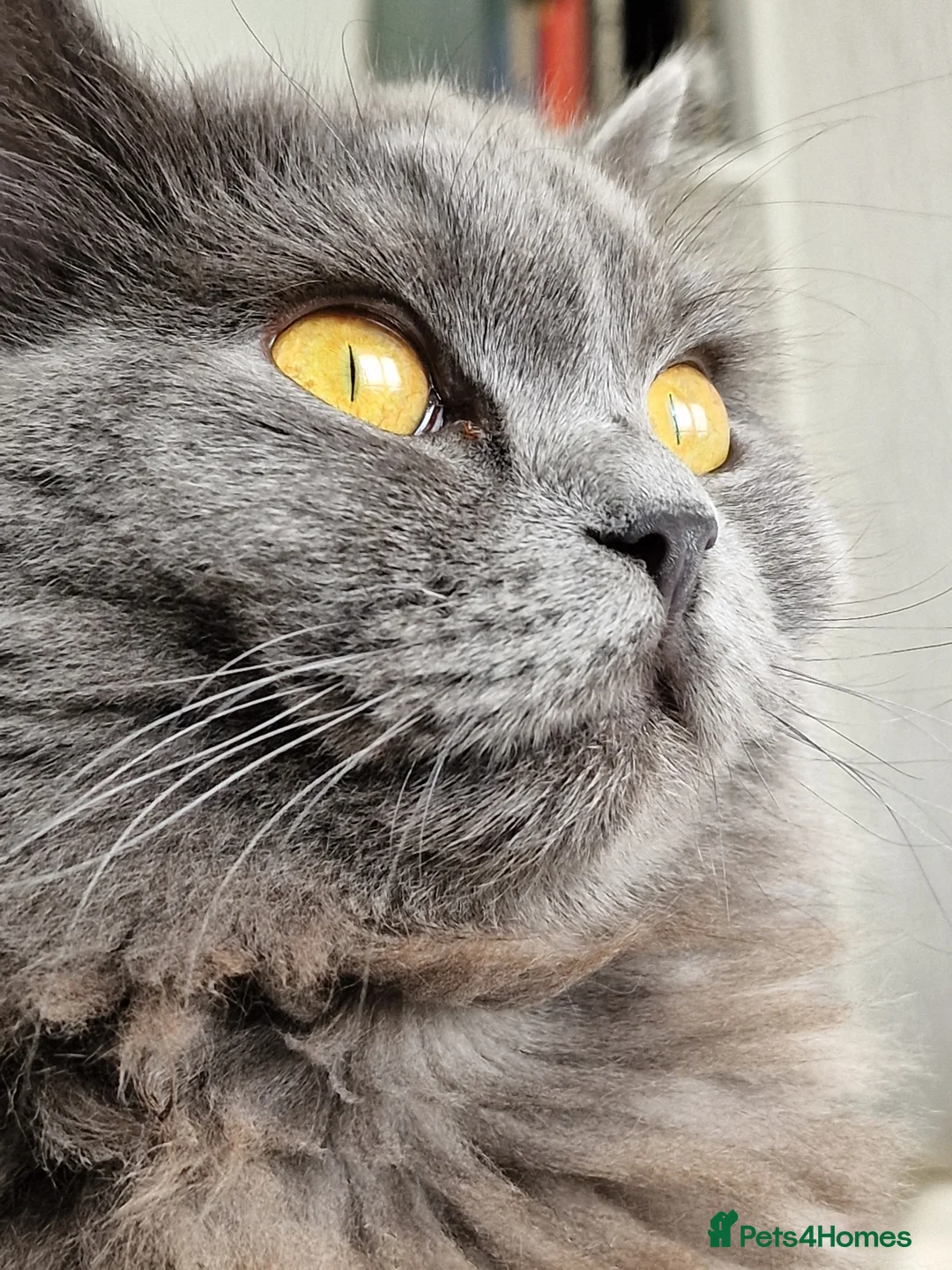 British Longhair cats for sale:  Gorgeous British Blue longhair kittens - Advert 15