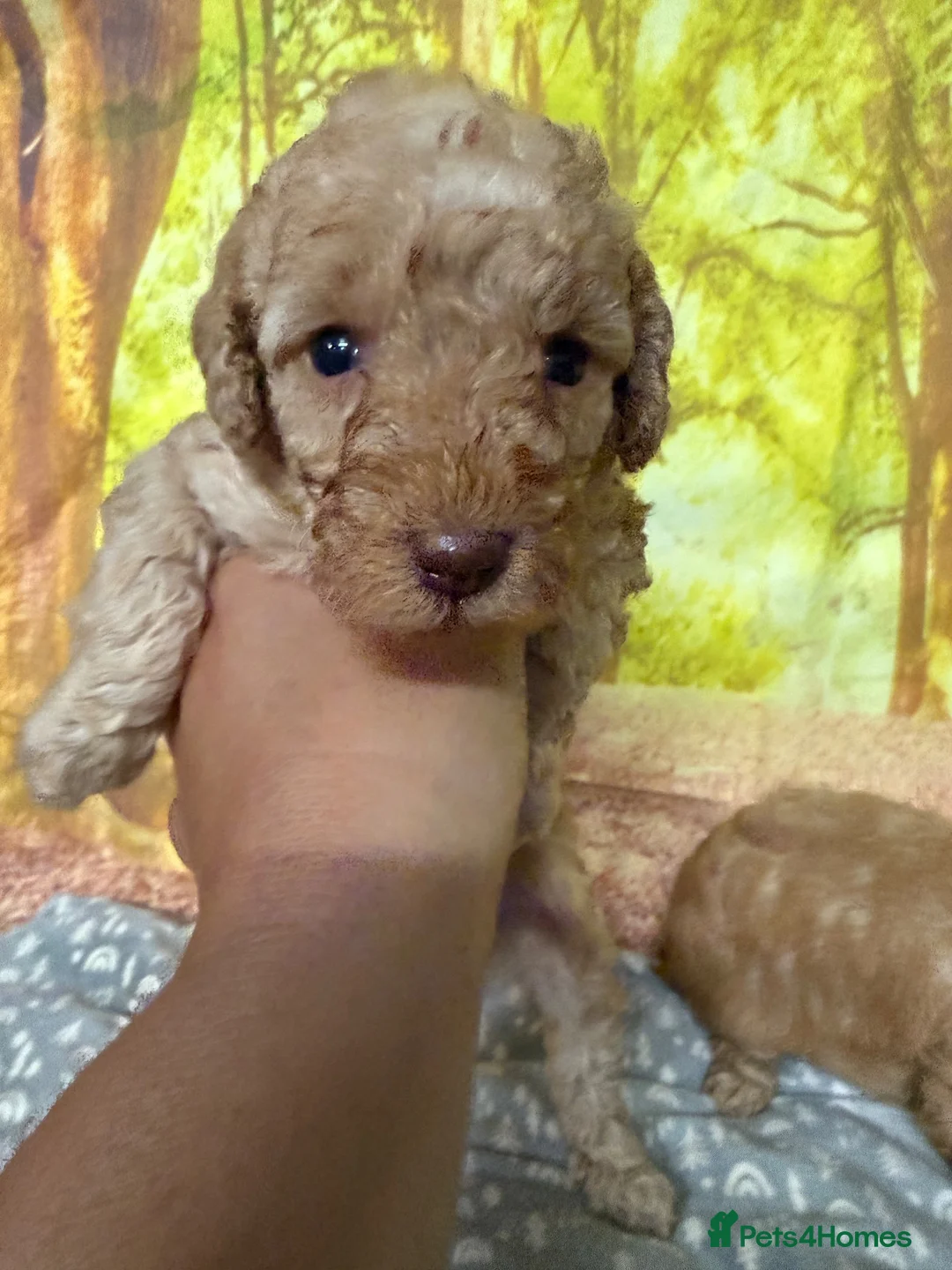 Labradoodle dogs for sale: Beautiful small / miniature labradoodles  - Advert 2