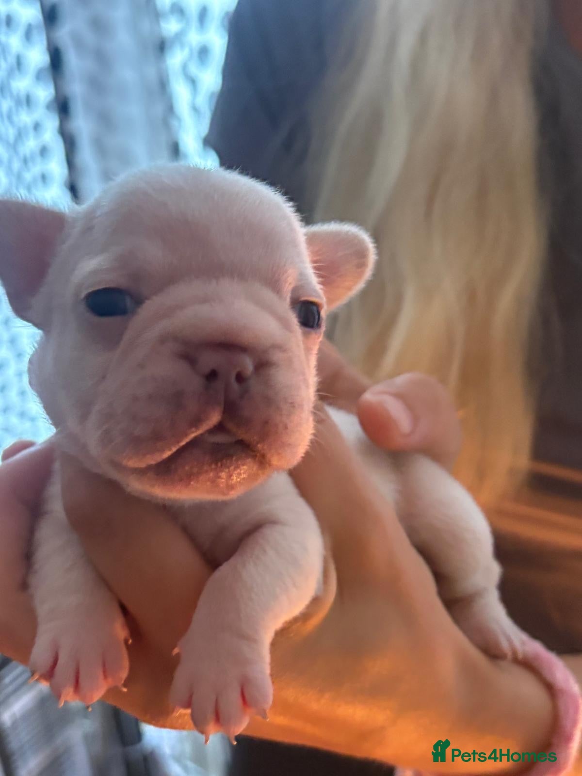 French Bulldog dogs KC French Bulldogs  - Advert 2
