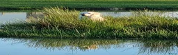 Golden Retriever dogs for sale: KC GOLDEN RETRIEVER PUPS SHOW CHAMPION PEDIGREE  - Advert 7