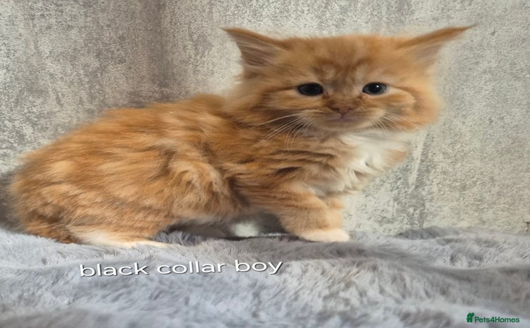 Maine Coon cats - Advert 2