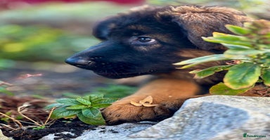 German Shepherd dogs - Advert 3