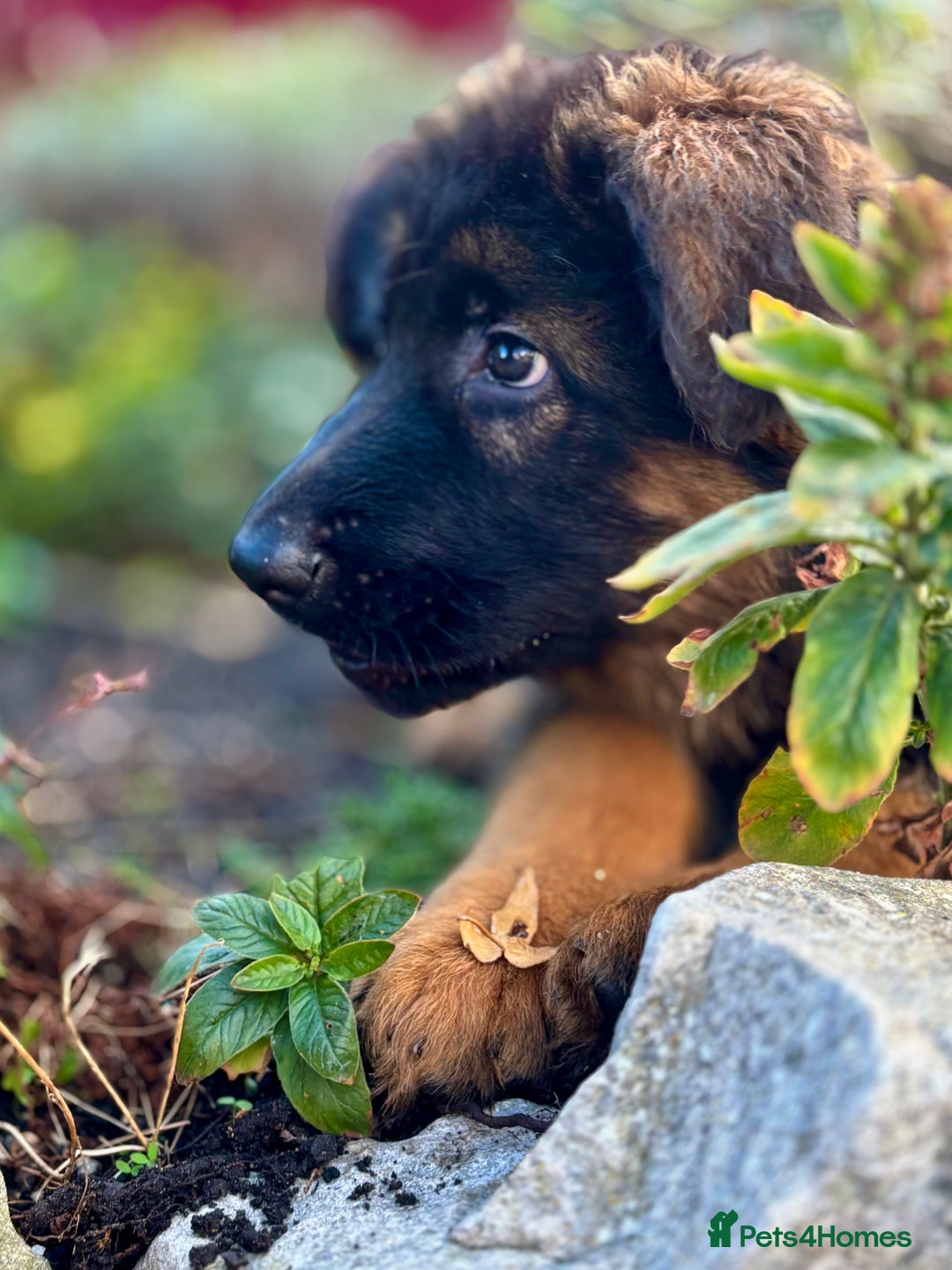 German Shepherd dogs for sale: Ready for new home. German Shepard 1 boy Left!!!  - Image 3