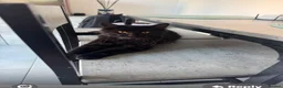 Mixed Breed cats for sale: Turkish angora kitten  - Advert 1