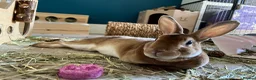 Rex rabbits for sale: Neutered Male Mini Rex  - Advert 7