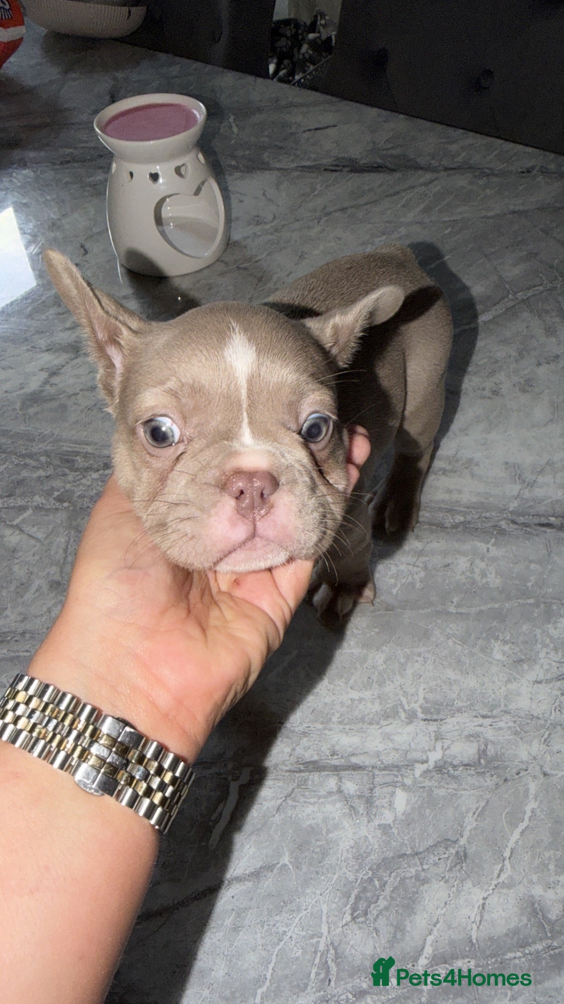 French Bulldog dogs 💙💜Isabella, Blue & Lilac Frenchie Pups – KC 🐾 - Advert 6