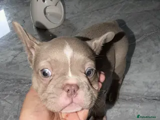 French Bulldog dogs 💙💜Isabella, Blue & Lilac Frenchie Pups – KC 🐾 - Advert 6