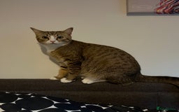 Pixie Bob cats for sale: Female cat needs new home  - Image 4