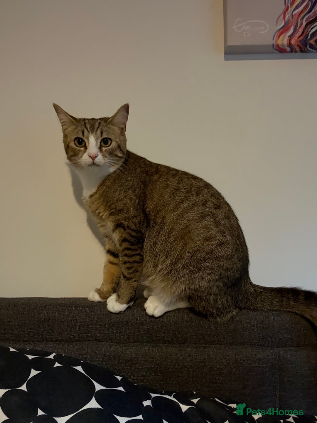 Pixie Bob cats for sale: Female cat needs new home  - Image 4