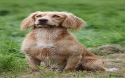Cocker Spaniel dogs for sale: Working Cocker Spaniels  - Image 10
