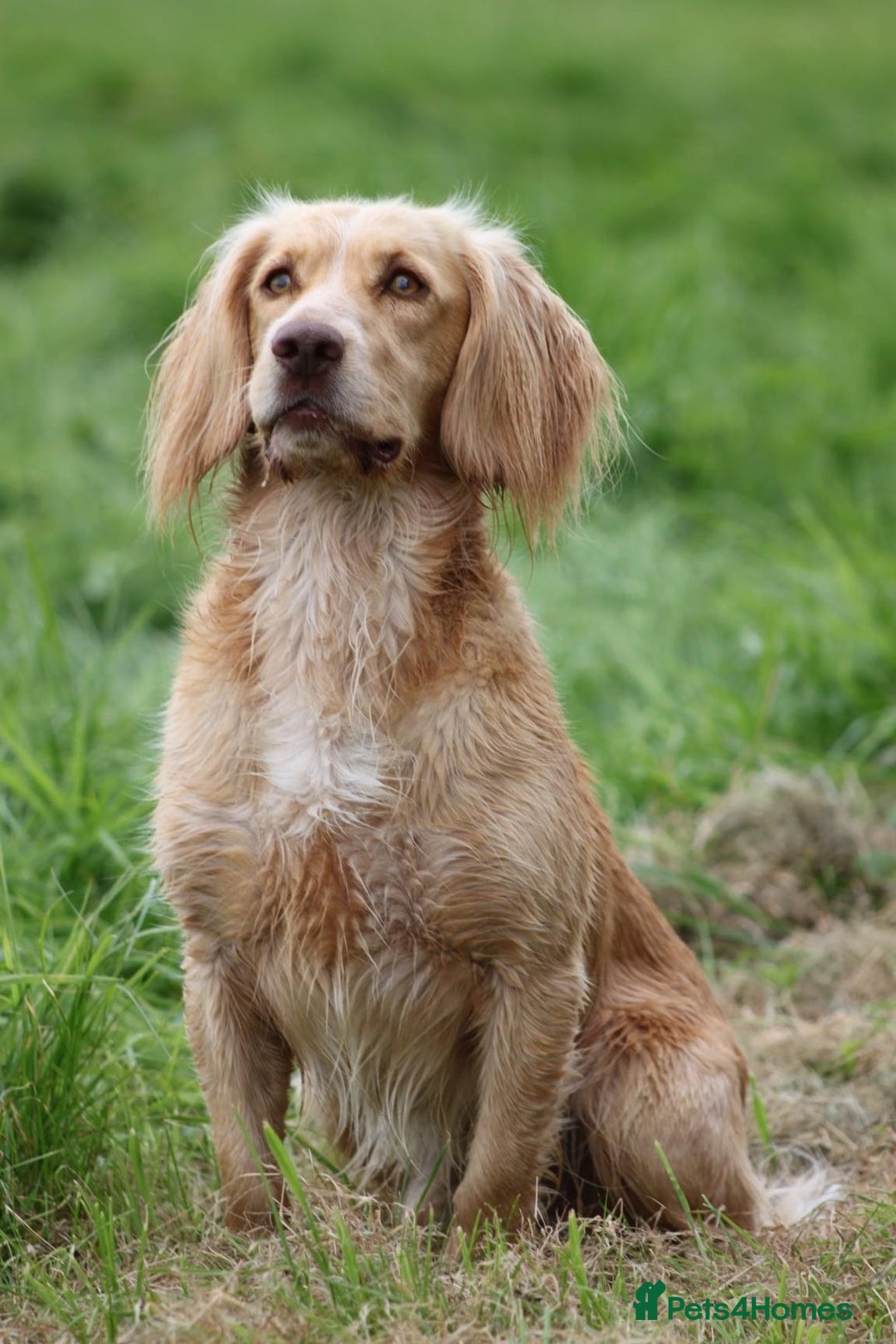Cocker Spaniel dogs for sale: Working Cocker Spaniels  - Image 10