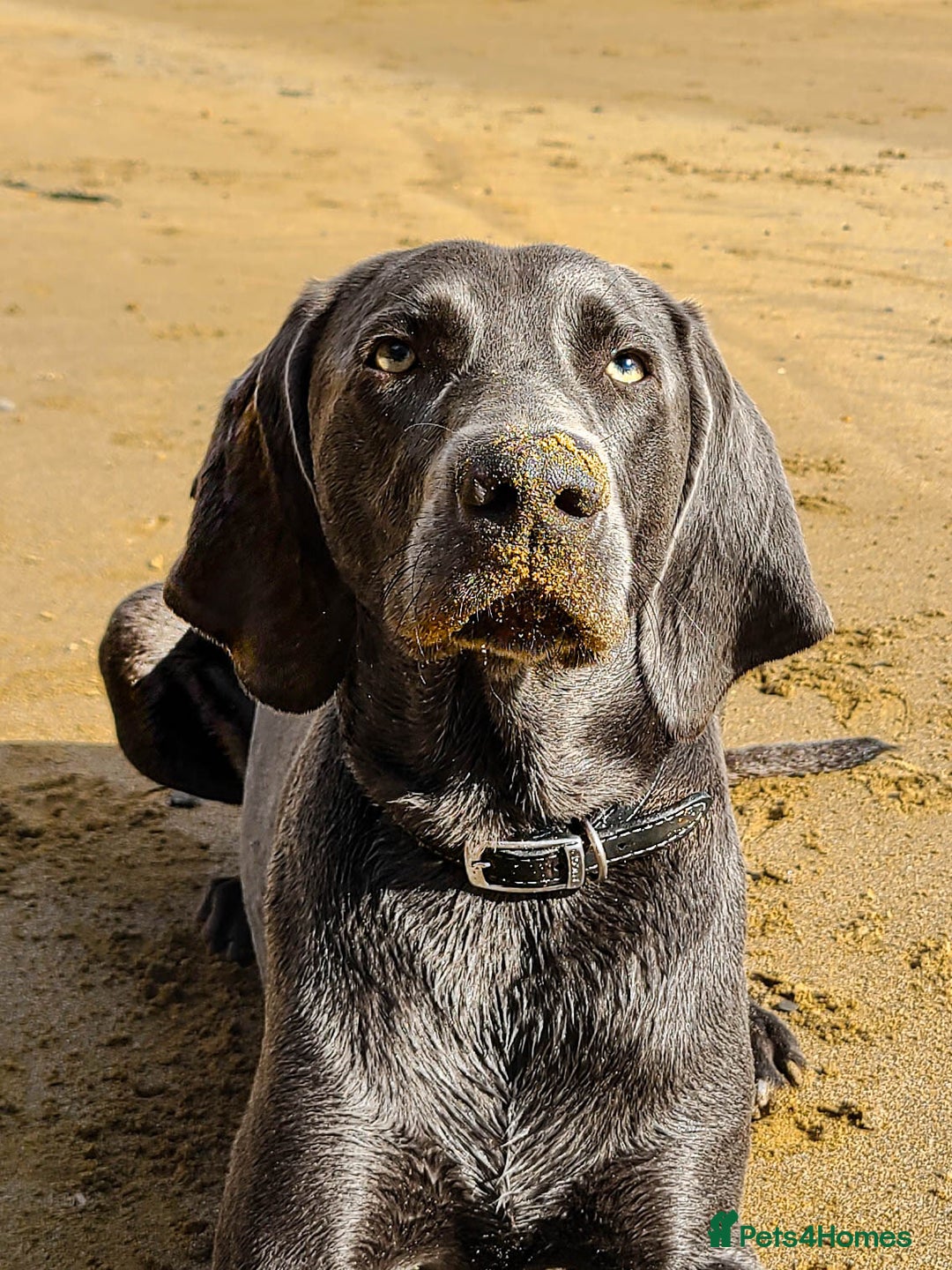 Weimaraner dogs for stud: No Cost 1 Year Old Blue Weimaraner For Stud - Advert 6