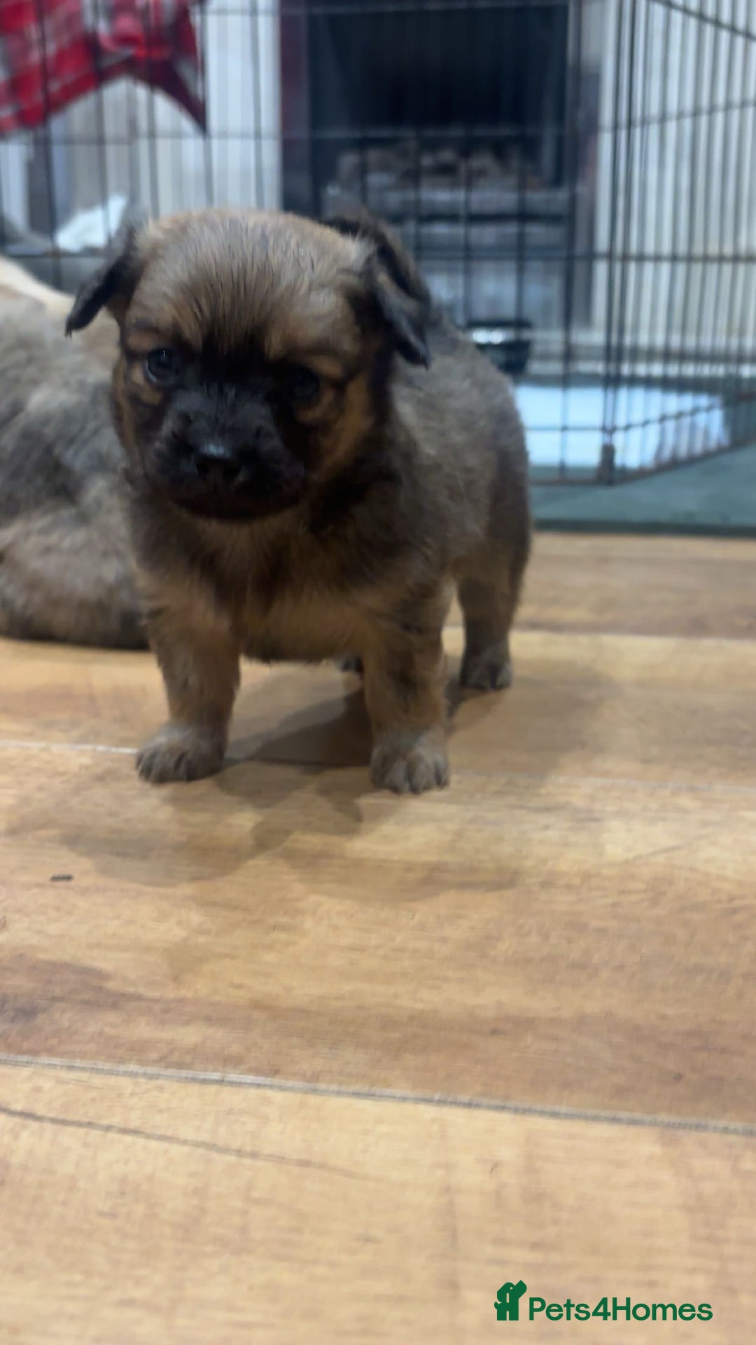 Chihuahua dogs for sale: MERLE CHIHUAHUAS 🐶 2 BOYS 1 GIRL STILL AVAILABLE - Advert 32