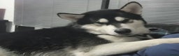 Alaskan Malamute dogs for stud: Proven Alaskan malamute for stud in Sheffield - Advert 11