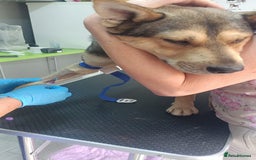 Mixed Breed dogs for adoption: 🐺 WOLFIE – A Brave Soul Ready for a New Life 🖤 - Advert 17