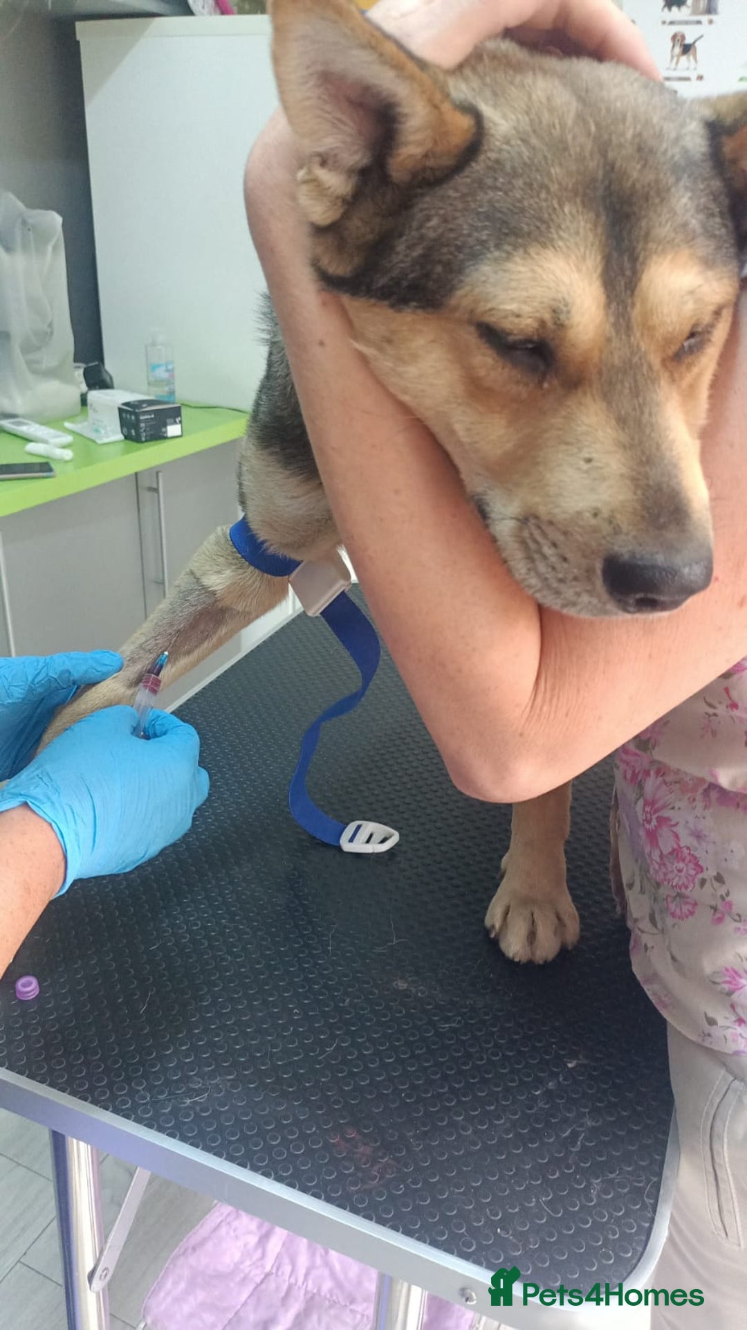 Mixed Breed dogs for adoption: 🐺 WOLFIE – A Brave Soul Ready for a New Life 🖤 - Advert 17