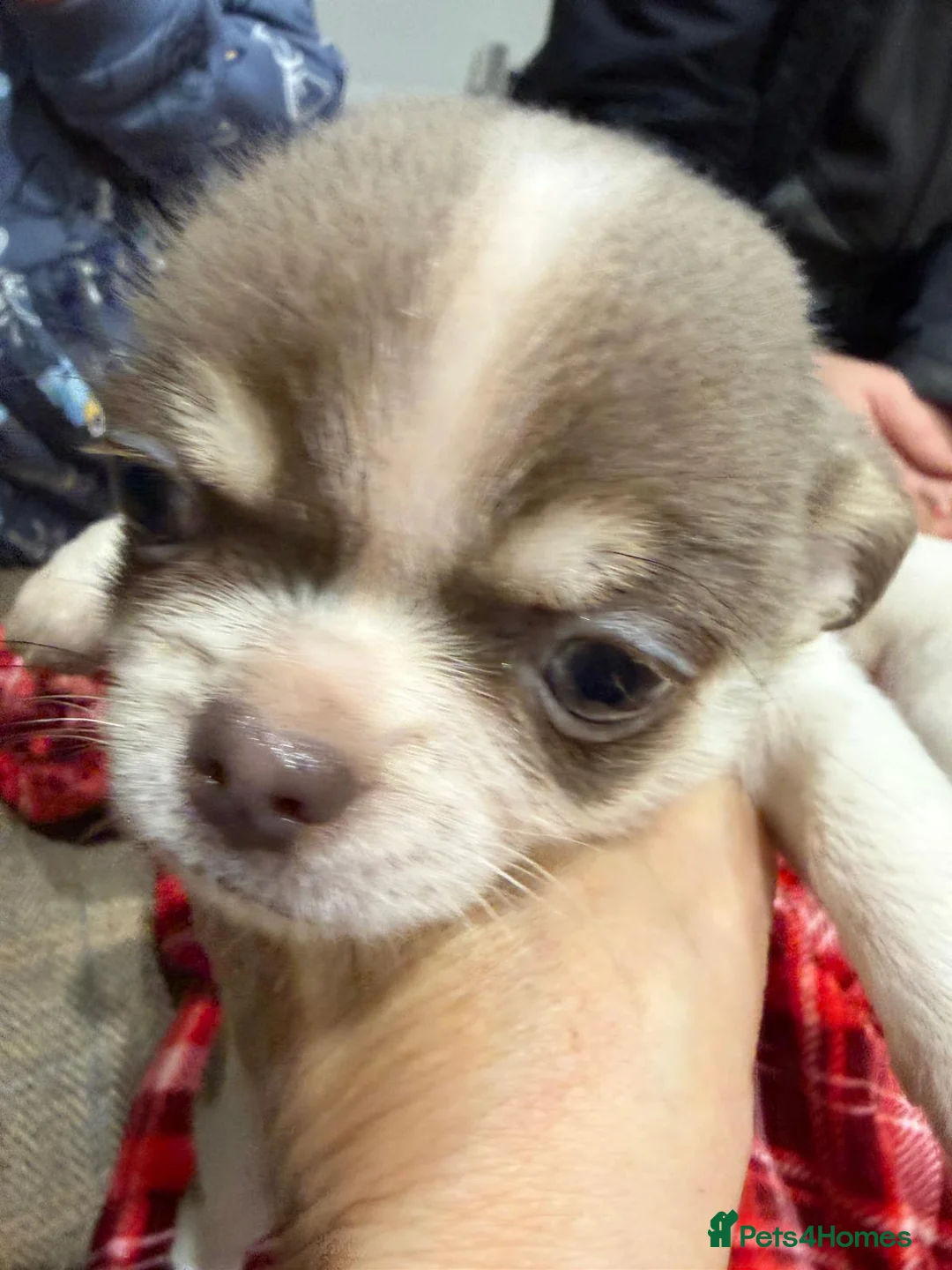 Chihuahua dogs for sale: KC registered chihuahua amazing green eyes  - Advert 16