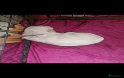 Golden Retriever dogs for sale: 🐾🐕 3 male Golden Retriever Puppies 🐶 🐕‍🦺 - Image 4