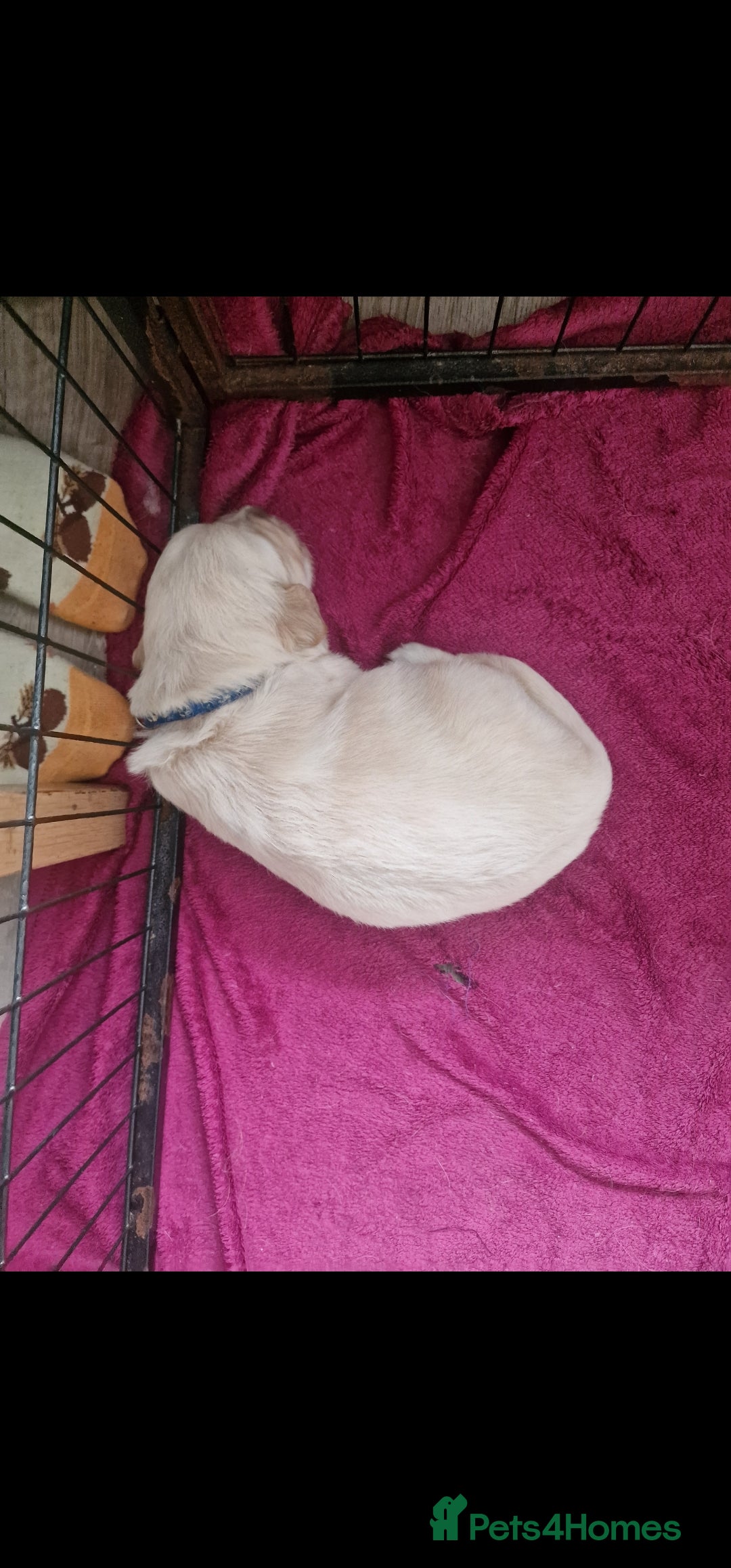 Golden Retriever dogs for sale: 🐾🐕 3 male Golden Retriever Puppies 🐶 🐕‍🦺 - Image 4