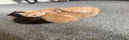 Mixed Breed cats for sale: Ginger kittens  - Advert 1