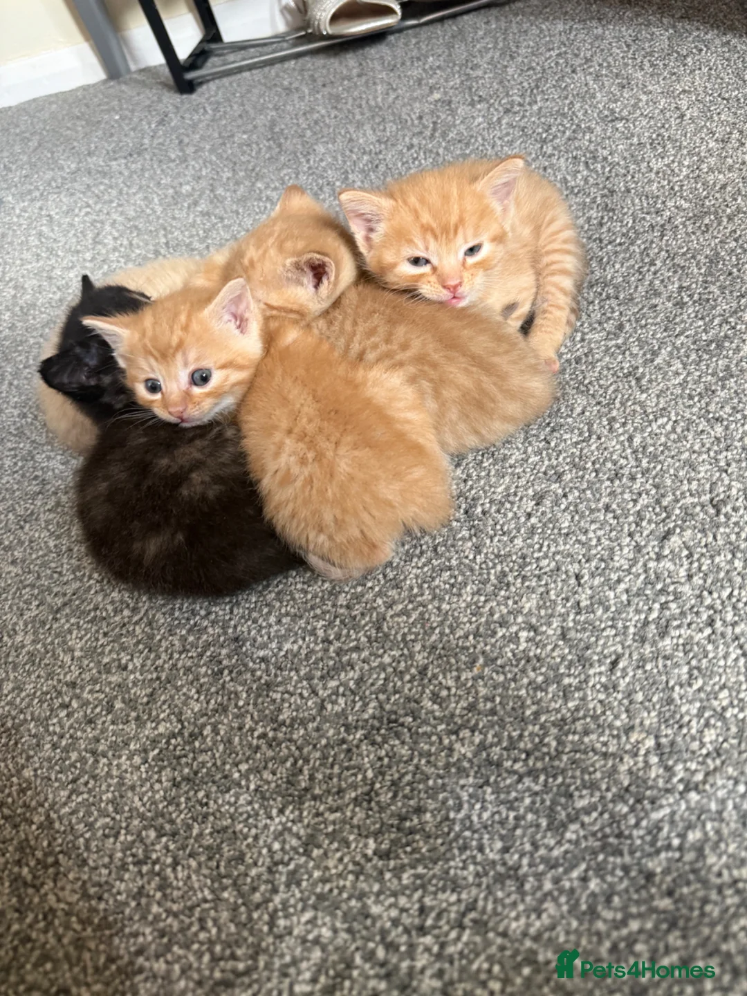Mixed Breed cats for sale: Ginger kittens  - Advert 1