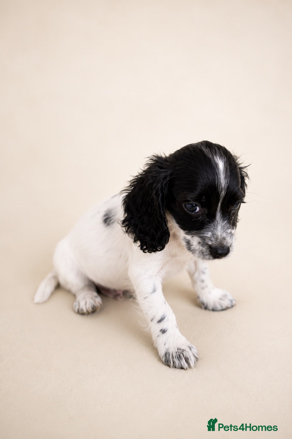 Mixed Breed dogs REDUCED Cavacockpoos ready to leave now!  - Advert 2